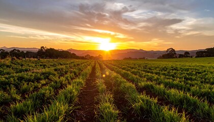 Lush field at sunset.  Rows of young plants extend toward a vibrant sunset over hills