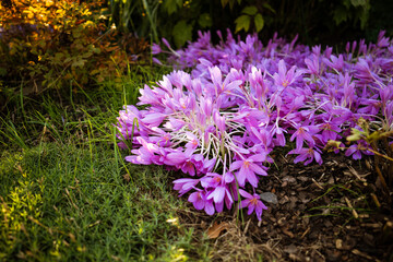 Autumn flowers in park. Colchicum autumnale (crocus) blooms in October at sunset light. 