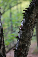A Row Of Small Brown Bracket Fungi (Polypores) Growing On The Trunk Of A Birch Tree In An Autumn Forest. Vertical.