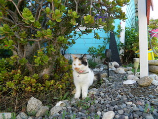 Gatita paseando por el jardín , observando su alrededor