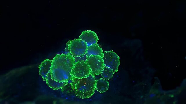 Cancer cells, labeled with fluorescent markers, undergoing programmed cell death or apoptosis due to immunotherapy, visualized with scientific microscopy for oncology research and drug development
