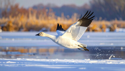 Snow goose flying over frozen lake, wide shot, soft shadows, realistic textures.