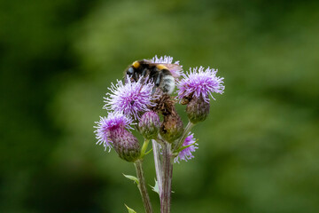 bee on a flower