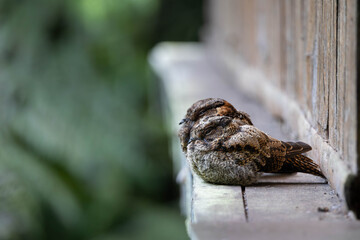 Pair of Nightjars resting camouflaged against a wooden wall in Ecuador
