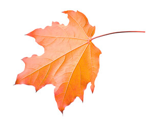 Close-up of a colorful autumn maple leaf isolated on transparent background. Vibrant orange and yellow tones highlight the beauty of fall season and natural details. PNG