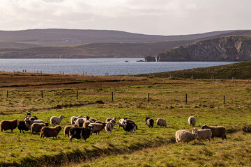 A view from Bressay across to the Shetland Mainland with a flock of crofters sheep in the forground © Drew