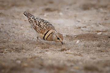 Double-banded courser Rhinoptilus africanus also Two-banded courserbird in Glareolidae, eats mostly insects, catches its prey by quickly running, desert wading bird