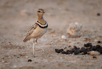 Double-banded courser Rhinoptilus africanus also Two-banded courserbird in Glareolidae, eats mostly insects, catches its prey by quickly running, desert wading bird