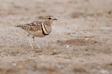 Double-banded courser Rhinoptilus africanus also Two-banded courserbird in Glareolidae, eats mostly insects, catches its prey by quickly running, desert wading bird