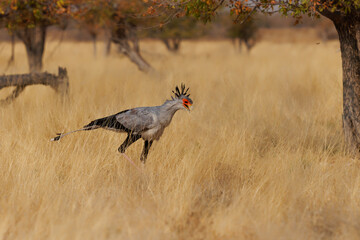 Secretarybird or Secretary Bird - Sagittarius serpentarius large, mostly terrestrial bird of prey, endemic to Africa, grasslands and savanna of the sub-Saharan region, very long legs, eagle-like body