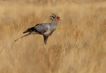 Secretarybird or Secretary Bird - Sagittarius serpentarius large, mostly terrestrial bird of prey, endemic to Africa, grasslands and savanna of the sub-Saharan region, very long legs, eagle-like body