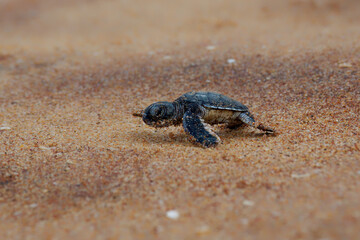 Green sea turtle Chelonia mydas also black (sea) turtle or Pacific green turtle, sea turtle in Cheloniidae. new born hatchling running to the sea, attack of predators