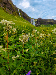 Seljalandsfoss waterfall in Iceland