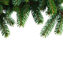 Fototapeta premium Evergreen fir branches against black background