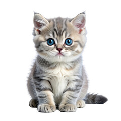 Fluffy kitten with bright blue eyes, striped gray fur, sitting, cute