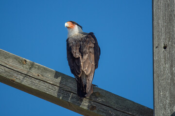 Caracara perched on post