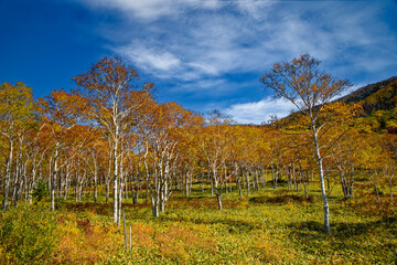 Naklejka premium ダケカンバの紅葉