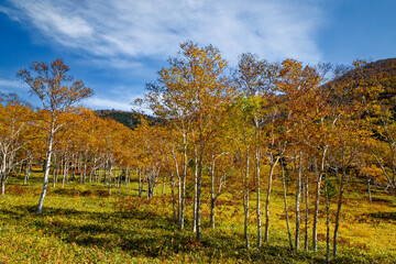 ダケカンバの紅葉