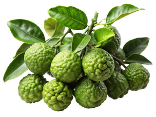A cluster of ripe green kaffir lime fruits with vibrant leaves on a branch isolated on transparent background