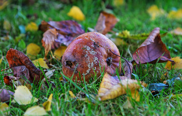 An Autumn scene. A fallen apple rotting away on grass