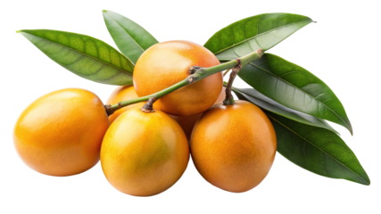 A cluster of ripe golden yellow marian plums with green leaves on a branch isolated on transparent background