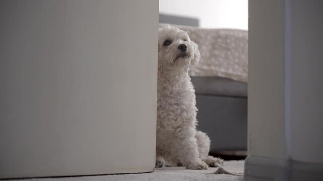 Funny dog peeking behind the door