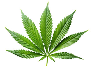Cannabis or hemp or marijuana green fresh leaf, cutout, PNG isolated on a white or transparent background