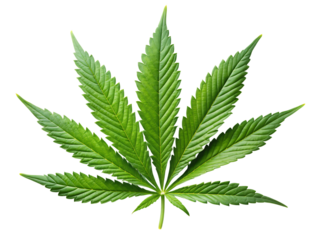 Cannabis or hemp or marijuana green fresh leaf, cutout, PNG isolated on a white or transparent background