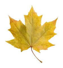 Obraz premium PNG Golden maple leaf isolated.