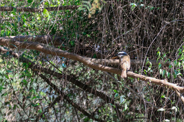 Great Kiskadee bird (Pitangus sulphuratus) perched on a horizontal branch in a dense and tangled...