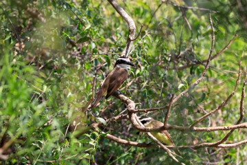Focused Great Kiskadee bird perched on a dry branch with its blurred mate below, surrounded by abundant bright green foliage in its native tropical habitat.