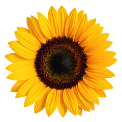 Obraz premium Vibrant close-up of a blooming sunflower, petals radiating outwards, black center