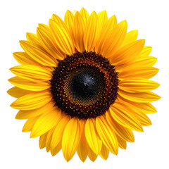 Fototapeta premium Detailed close-up of a vibrant sunflower with a dark center against a black background