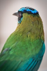 Blue-headed motmot. Close-up shot of a Toh bird, highlighting its red eyes and beautiful colorful feathers. Sacred Mayan bird.