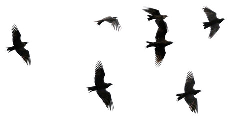 Obraz premium PNG Birds flying silhouette blackbird agelaius wildlife.