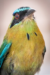 Blue-headed motmot. Close-up shot of a Toh bird, highlighting its red eyes and beautiful colorful feathers. Sacred Mayan bird.