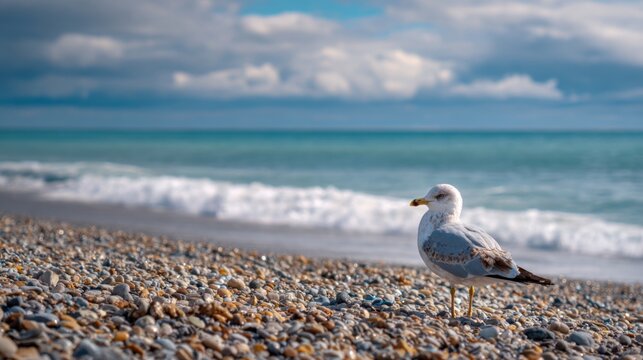 A seagull stands on a pebbly beach gazing at the gentle waves of the ocean under a bright open sky. The scene captures the peaceful atmosphere of a coastal day.