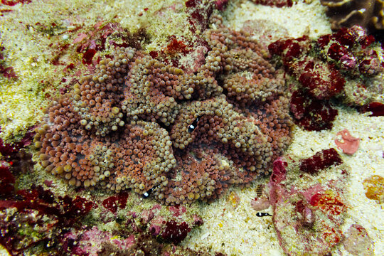 Bubble-tip anemone underwater