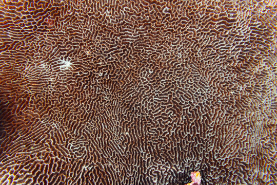 Abstract texture pattern on coral underwater