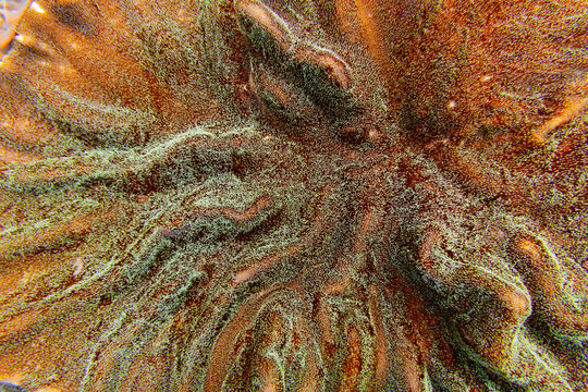 Abstract texture pattern on coral underwater