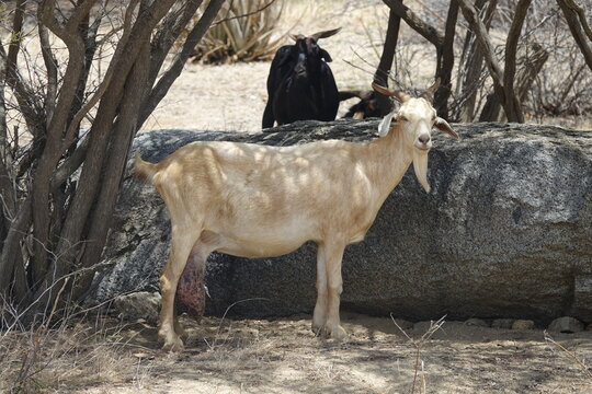 White Goat near Ayo Rock Formations, Aruba