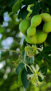 Young tamarind (Pithecellobium dulce) is green on the tree.