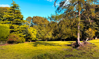 A field glows with late autumn hush, sunlight drapes the grass in gold, trees lean in, lush and listening, and the sky, a quiet blue, holds its breath gently beside Moor Road, Ilkley, Yorkshire.