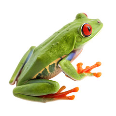 back view of a red eyed tree frog, cutout, PNG isolated on a white or transparent background, generated AI