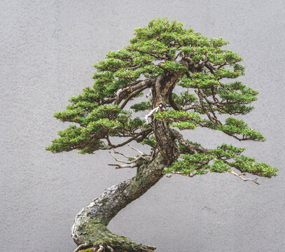 Beautiful Bonsai Tree Showcasing Artistry and Nature in Harmony