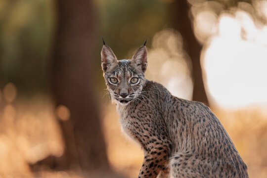 Iberian Lynx Portrait At Sunset  