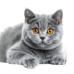 Obraz premium Portrait of a British Shorthair cat, with piercing orange eyes and grey fur