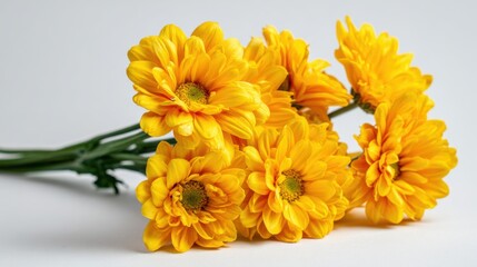 Fototapeta premium A bouquet of bright yellow chrysanthemums sits against a plain background. The flowers display rich textures and vibrant colors creating a cheerful and lively atmosphere.