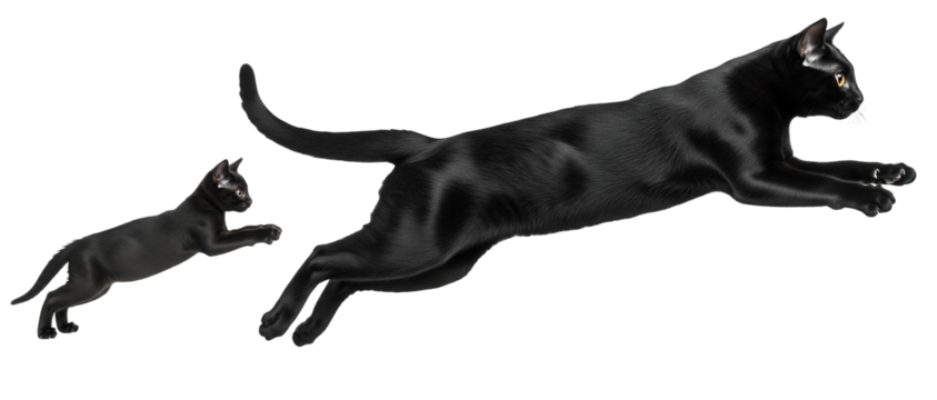 Adult and kitten Bombay cats leap in the air, showcasing their agility and playful nature. The jump captures their bond and energetic spirit in a bright, isolated setting.