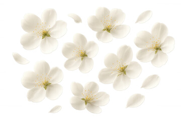 Fototapeta premium White cherry blossom flowers and falling petals, creating delicate floral design elements for spring and nature concepts